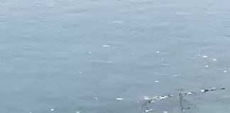 Limbah medis bekas alat swab antigen berserakan di perairan Kapuran, Banyuwangi/ist