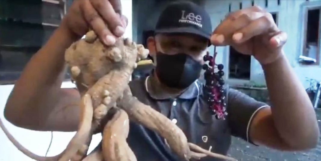ginseng Petani di Banyuwangi menunjukkan hasil budidaya ginseng.
