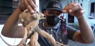 Petani di Banyuwangi menunjukkan hasil budidaya ginseng.