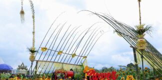 Persawahan di Desa Karangdoro, Banyuwangi disulap menjadi wisata bunga.
