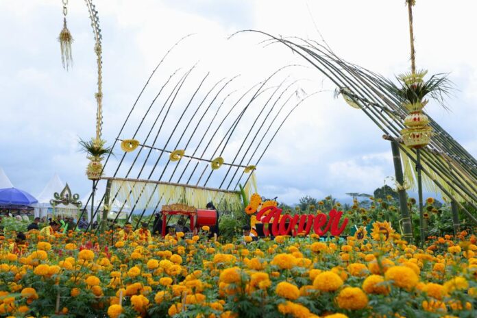 IMG-20221021-WA0128 Persawahan di Desa Karangdoro, Banyuwangi disulap menjadi wisata bunga.