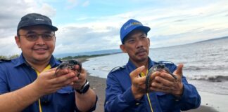 Pelepasan tukik jantan di pesisir Pulau Santen, Banyuwangi, Jumat (21/10/2022) sore.