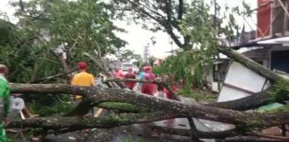 Warga mengevakuasi pohon tumbang akibat angin kencang di Kecamatan Kalibaru, Banyuwangi.