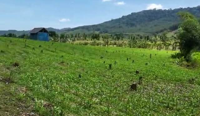 hutan digundul Lahan hutan gundul di Desa Barurejo, Kecamatan Siliragung yang ditemukan anggota Komisi VI DPR RI asal Banyuwangi, Sonny T Danaparamita.