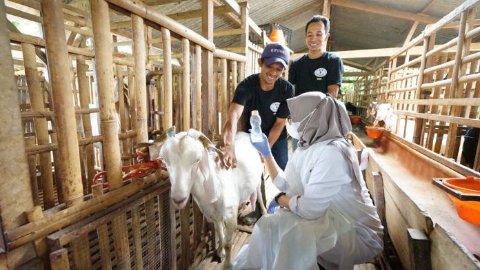 IMG_20230223_084731_749 Peternak kambing perah di Desa Jambewangi, Kecamatan Sempu, Banyuwangi.