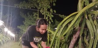 Warga sedang memanen buah naga di Banyuwangi, Rabu (5/4/2023) malam.