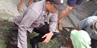 Polisi dibantu warga mengevakuasi korban tersetrum listrik di atas pohon di Kabat, Banyuwangi, Jumat (7/4/2023) pagi.