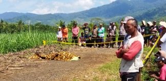 Warga melihat buruh kebun yang tewas diserang orang misterius di Desa Barurejo, Kecamatan Siliragung, Banyuwangi, Kamis (4/5/2023) pagi. (foto/ist)