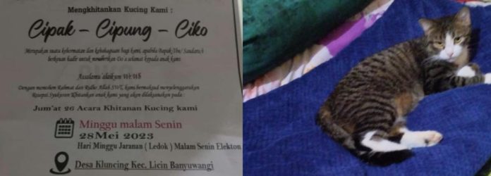 WhatsApp Image 2023-05-26 at 21.14.05 Undangan sunatan kucing yang heboh di Desa Kluncing, Kecamatan Licin, Banyuwangi, Jumat (26/5/2023). (foto/ist)