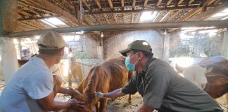 Petugas memeriksa kesehatan hewan kurban di Banyuwangi menjelang Idul Kurban, Jumat (9/6/2023). (foto/ist)