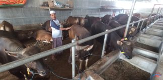 Pengepul ternak sapi kurban di Klatak, Banyuwangi sedang mengecek ternak, Senin (12/6/2023). (foto/udi)