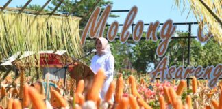 Panen raya jagung di Desa Alasrejo, Kecamatan Wongsorejo, Banyuwangi, Selasa (11/7/2023) siang. (foto/ist)