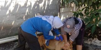 Vaksinasi rabies pada hewan yang dilepasliarkan di Kecamatan Tegaldlimo, Kabupaten Banyuwangi, Rabu (12/7/2023). (foto/ist)