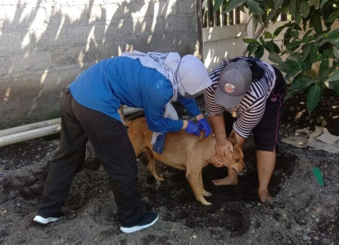 Vaksinasi rabies pada hewan yang dilepasliarkan di Kecamatan Tegaldlimo, Kabupaten Banyuwangi, Rabu (12/7/2023). (foto/ist)