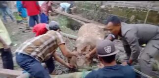 Petugas Damkar Banyuwangi mengevakuasi seekor sapi yang nyemplung ke dalam sumur. (foto/ist)