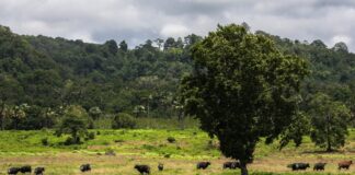 Taman Nasional Alas Purwo Banyuwangi yang dikenal mistis. (foto/ist)