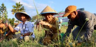 Panen raya bawang merah di Wongsorejo, Banyuwangi. (foto/ist)