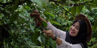 Wisatawan menikmati wisata petik kopi di Gombengsari, Kalipuro, Banyuwangi. (foto/ist)