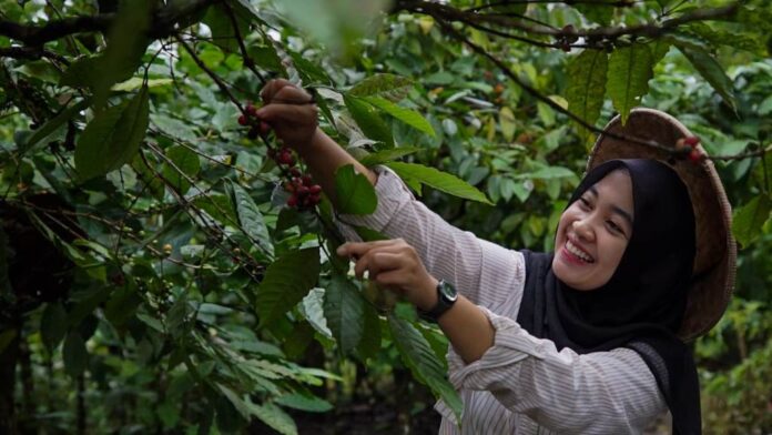WhatsApp Image 2023-08-09 at 12.45.06 Wisatawan menikmati wisata petik kopi di Gombengsari, Kalipuro, Banyuwangi. (foto/ist)