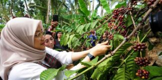Kopi robusta Banyuwangi didaftarkan paten geografis di Kemenkumham.
