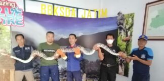 Petugas Damkar Banyuwangi menangkap ular piton yang masuk ke perkampungan, Kamis (7/9/2023). (foto/ist)