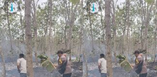 Hutan jati di Desa Purwoagung, Kecamatan Tegaldlimo, Banyuwangi terbakar, Jumat (22/9/2023). (foto/ist)