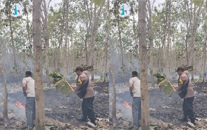 WhatsApp Image 2023-09-22 at 15.01.37 Hutan jati di Desa Purwoagung, Kecamatan Tegaldlimo, Banyuwangi terbakar, Jumat (22/9/2023). (foto/ist)