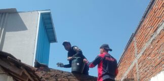 Petugas Dinas Damkar Banyuwangi menyelamatkan empat kucing yang terjebak di saluran air, Selasa (26/9/2023). (foto/ist)