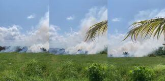 Kebakaran lahan melanda sejumlah titik di Banyuwangi dalam seminggu terakhir.