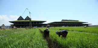 Kawasan lahan pertanian di Banyuwangi yang membutuhkan Raperda LP2B. (foto/dok)