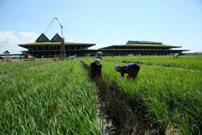 Kawasan lahan pertanian di Banyuwangi yang membutuhkan Raperda LP2B. (foto/dok)