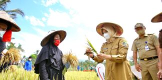 Stok beras di Banyuwangi masih aman di masa musim kemarau. (foto/ist)