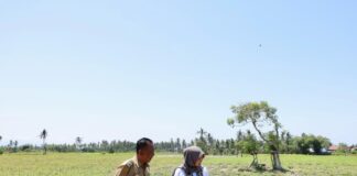 Banyuwangi siaga kekeringan akibat dampak El Nino yang rawan krisis pangan.