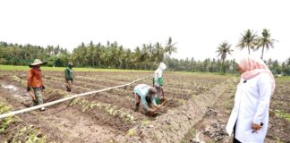 Bupati Banyuwangi mengecek pasokan air persawahan di Banyuwangi yang mulai berkurang seiring musim kemarau, Rabu (1/11/2023). (foto/ist)