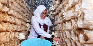 Bupati Ipuk Fiestiandani memanen jamur di kampung jamur Dusun Glowong, Desa Wringinagung, Kecamatan Gambiran. (Foto/ist)