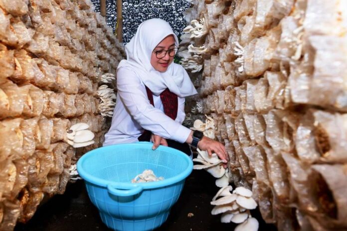 IMG-20240228-WA0136 Bupati Ipuk Fiestiandani memanen jamur di kampung jamur Dusun Glowong, Desa Wringinagung, Kecamatan Gambiran. (Foto/ist)