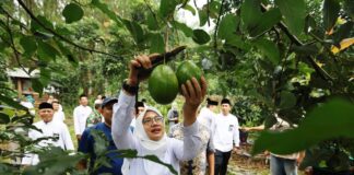 Bupati Banyuwangi Ipuk Fiestiandani memanen alpukat Aligator di Desa Bumiharjo,Kecamatan Glenmore, Kamis (21/3/2024). (Foto/ist)