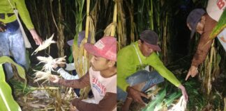 Petani di Desa Kedungasri, Kecamatan Tegaldlimo, Banyuwangi menunjukkan lahan jagung yang dirusak babi hutan. (Foto/ist)