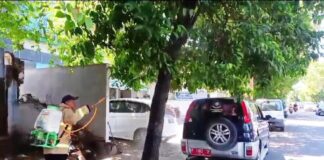 Petugas Damkarmat Banyuwangi menyemprotkan cairan pembasmi hama ulat bulu, Sabtu (13/4/2024). (Foto/Dok.Damkarmat Banyuwangi)