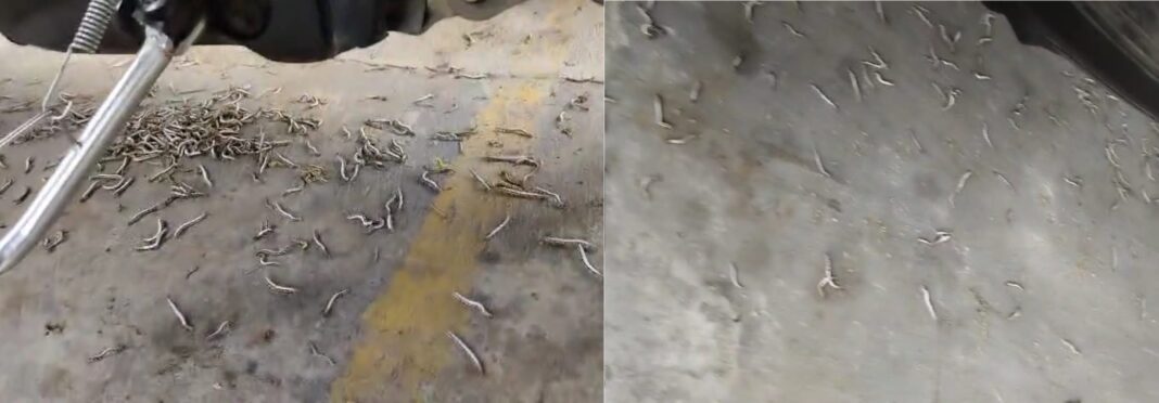 Serangan ulat bulu menyerang Kecamatan Rogojampi, Banyuwangi. (Foto/Dok.Damkarmat Banyuwangi)