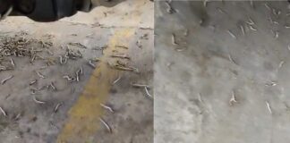 Serangan ulat bulu menyerang Kecamatan Rogojampi, Banyuwangi. (Foto/Dok.Damkarmat Banyuwangi)