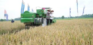 Panen raya padi mulai dilakukan petani di Banyuwangi. (Foto/dok)