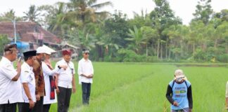 Petani beras organik di Desa Sumberbaru, Kecamatan Singojuruh, Banyuwangi sedang menyemprot tanamanya. (Foto/Humas Pemkab Banyuwangi)