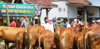 Stok ternak kurban di Banyuwangi dipastikan aman. (Foto/dok)
