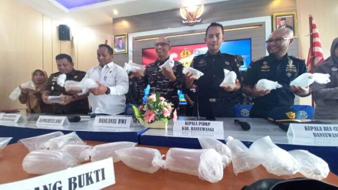 WhatsApp Image 2024-06-03 at 11.31.41 Danlanal Banyuwangi Letkol Laut (P) Hafidz (tengah) menunjukkan barang bukti benih lobster, Senin (3/6/2024). (Foto/udi)