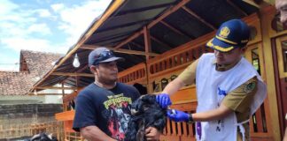 Petugas Dispertan Banyuwangi mengecek ternak kurban yang ditawarkan pedagang dadakan, Selasa (11/6/2024). (Foto/udi)