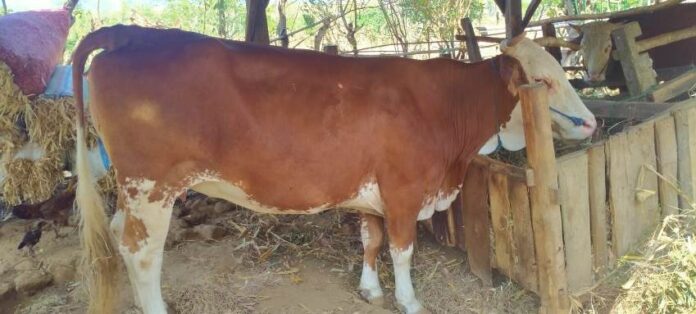 WhatsApp Image 2024-06-15 at 10.42.50 Sapi milik warga Wongsorejo, Banyuwangi yang ditinggalkan pencuri di sawah, Sabtu (15/6/2024). (Foto/ist)