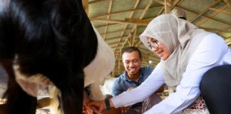 Bupati Banyuwangi Ipuk Fiestiandani memerah susu di peternakan kambing milik mantan TKI di Desa Seneporejo, Kecamatan Siliragung. (Foto/Humas Pemkab Banyuwangi)