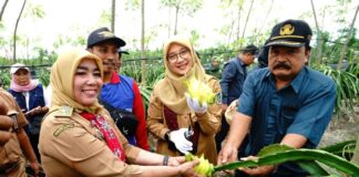 Buah naga kuning hasil petani Banyuwangi banyak diburu pasar swalayan. (Foto/Humas Pemkab Banyuwangi)