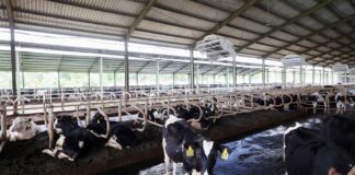 Peternakan Bumi Rojo Koyo di Desa Tamansari, Kecamatan Licin, Banyuwangi. (Foto/ist)